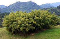 Plantacin de bamb