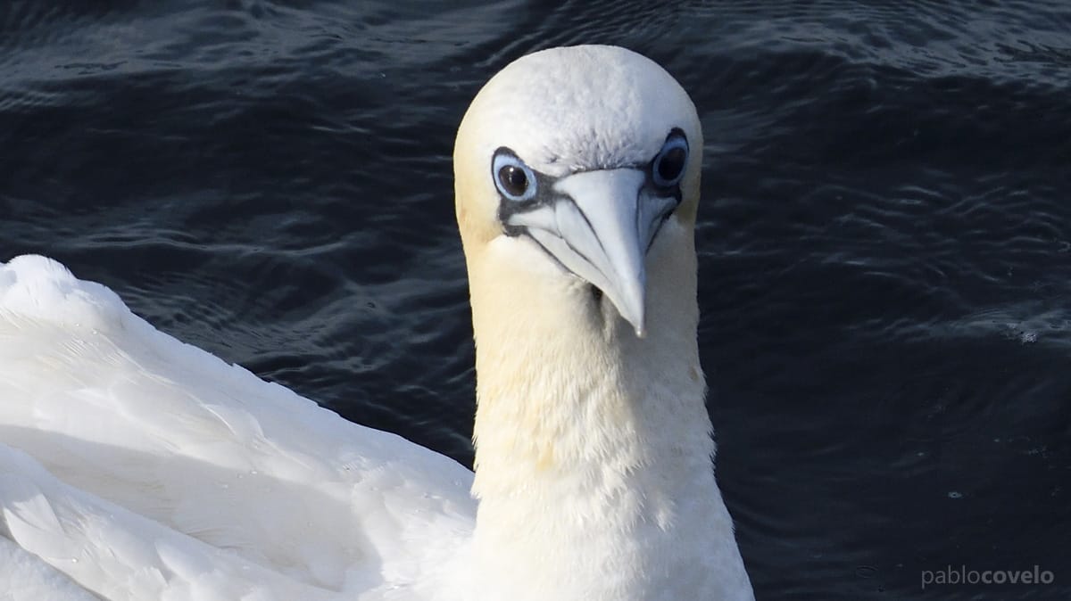 Mascato atlántico afectado pola influenza aviaria, atopado na costa galegao (autor: Pablo Covelo)