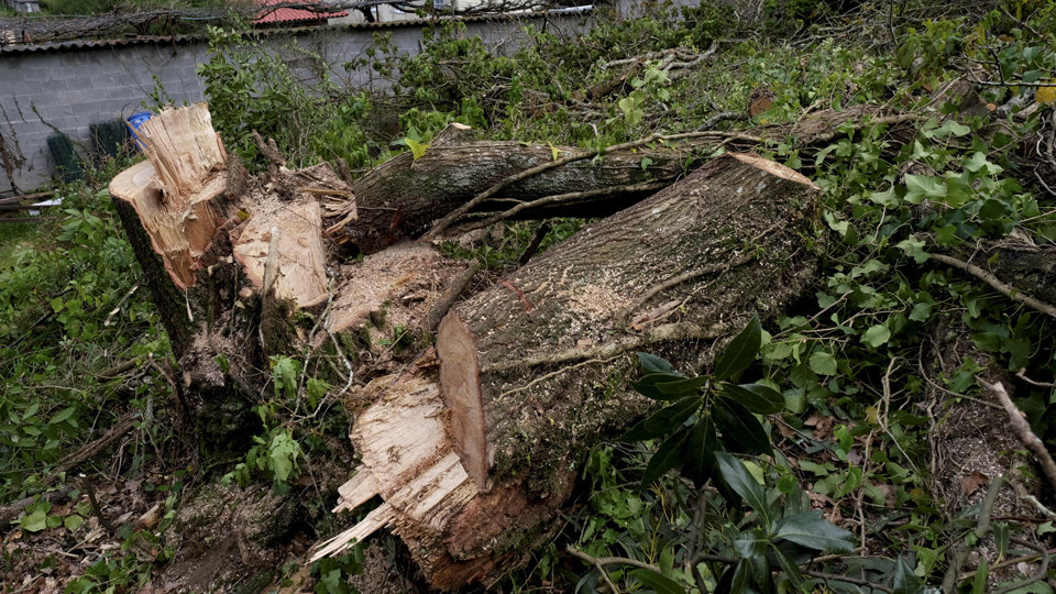 Paralizacin da tala de rbores por colectivos ecoloxistas