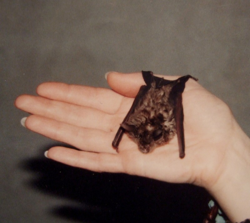  O morcego de ferradura pequeno (Rhinolophus hipposideros) é unha especie considerada Vulnerable no CGEA sen un plan de conservación aprobado, se ben é obxecto de custodia por parte de entidades naturalistas como Morcegos de Galicia (C. D. Romay)