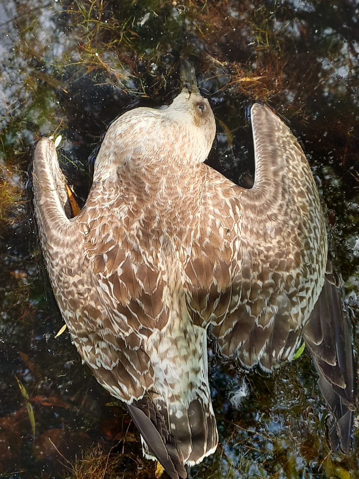 gaivota morta, posiblemente afectada por botulismo (autor: Ramsés Pérez)