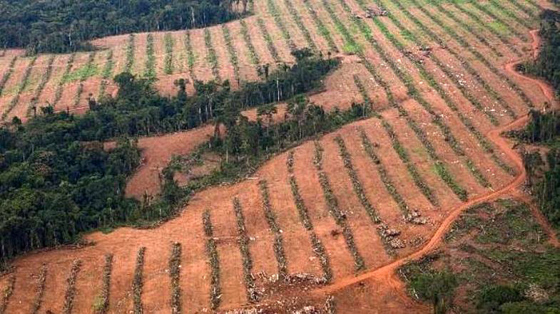 Selva deforestada para monocultivos en Liberia