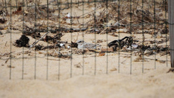 Crnica do campo de voluntariado na praia da Corna