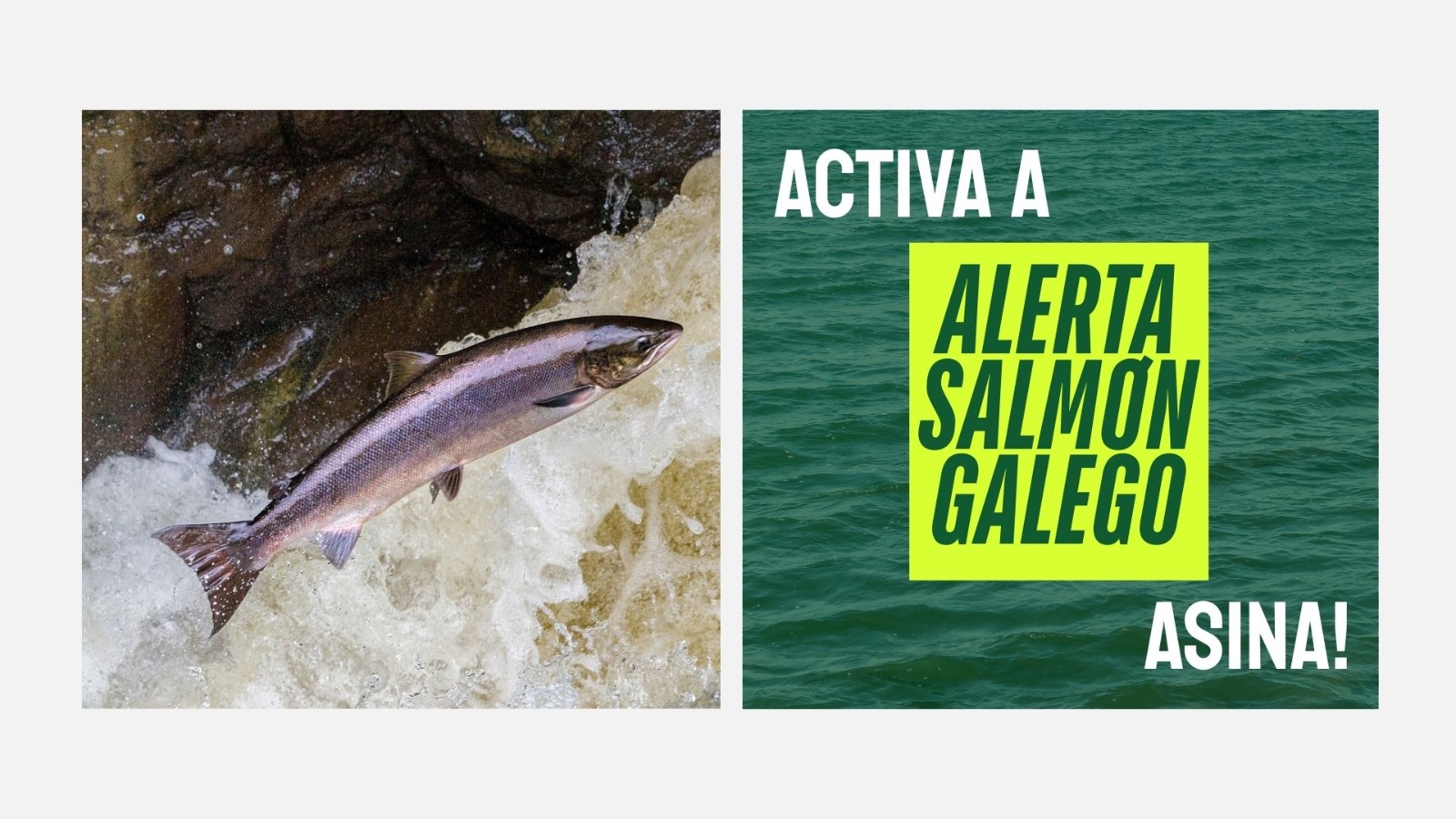 Alerta Salmón Galego