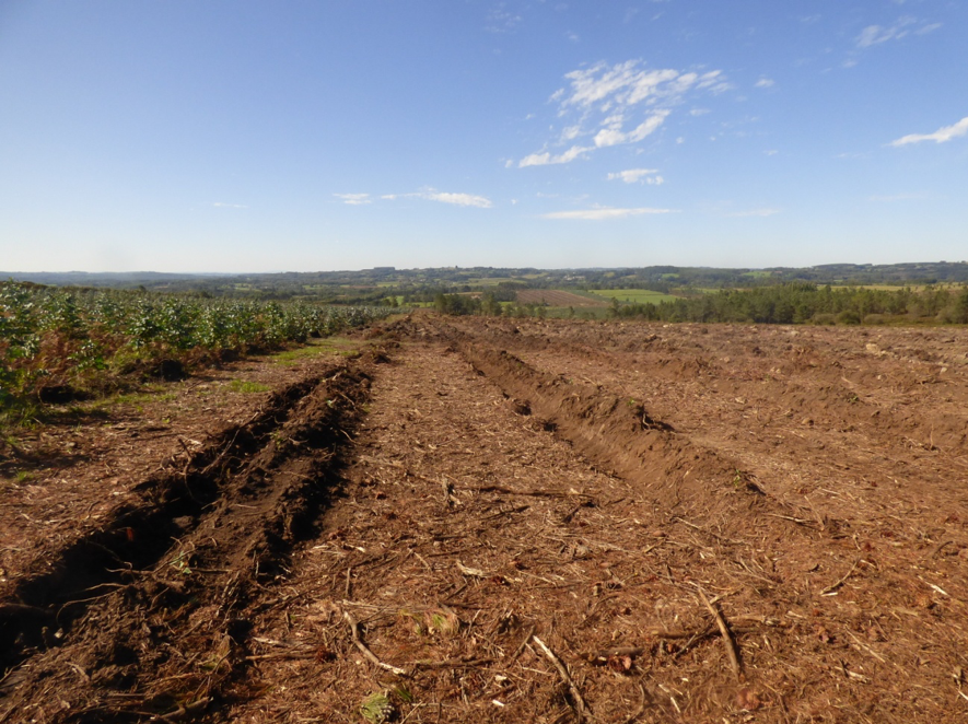Roza de matogueira e plantacin de eucaliptos en Sobrado dos Monxes. Fonte: ADEGA. 