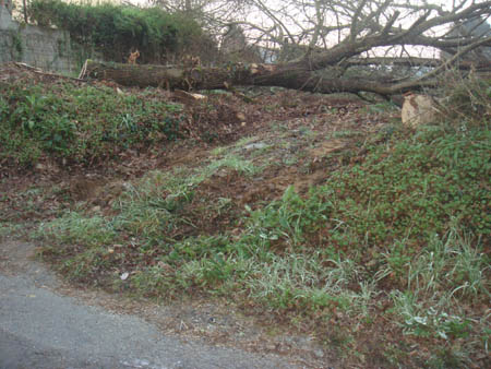 Outros 15 carballos foron talados  entrada de Lugo polo Camio Primitivo